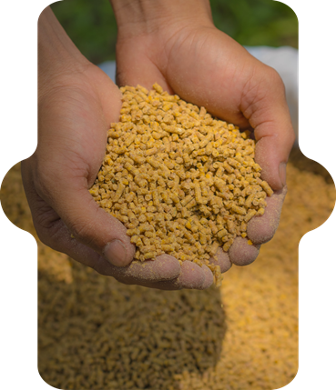 Animal feed on person's hand