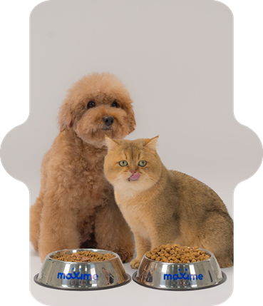 Dog and cat with food bowl