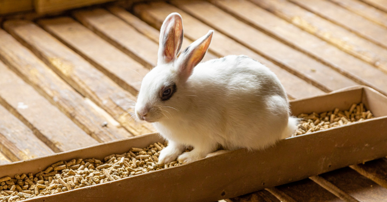 White rabbit in farm