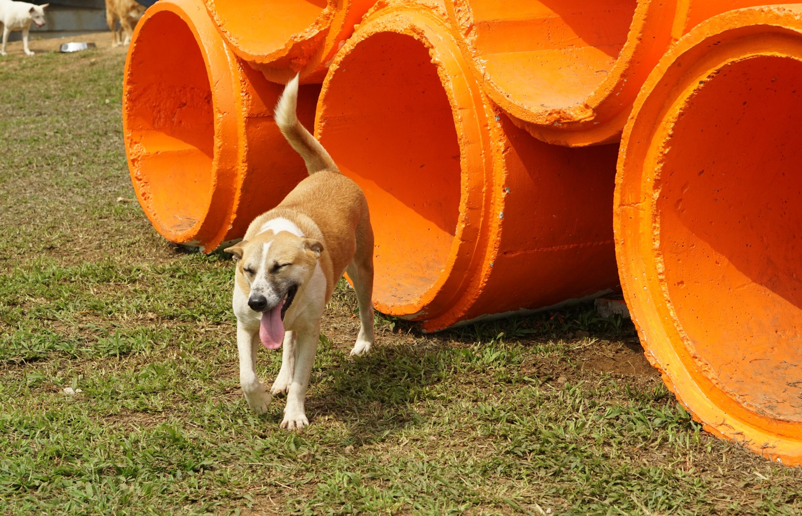 Woofy’s Project Hero salutes animal shelter heroes